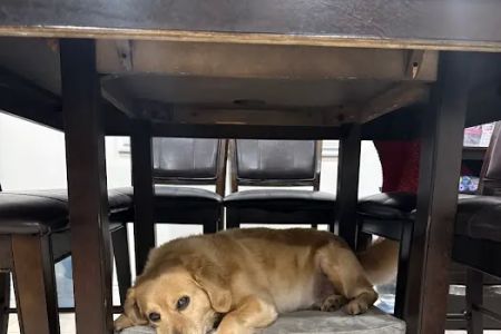 Firestone Animal Hospital