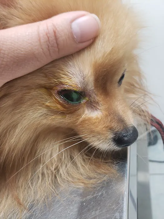 Firestone Animal Hospital 12