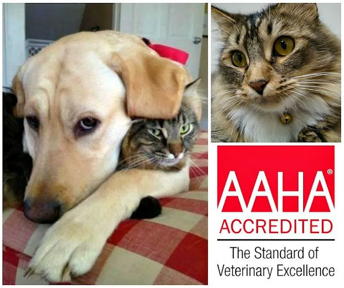 Firestone Animal Hospital 12