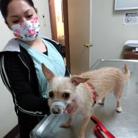 Lynwood Dog and Cat Hospital ico