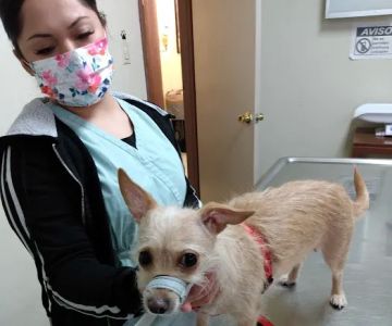 Lynwood Dog and Cat Hospital