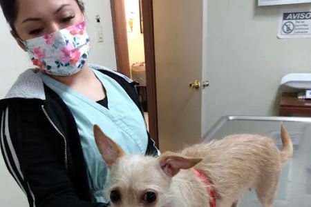Lynwood Dog and Cat Hospital