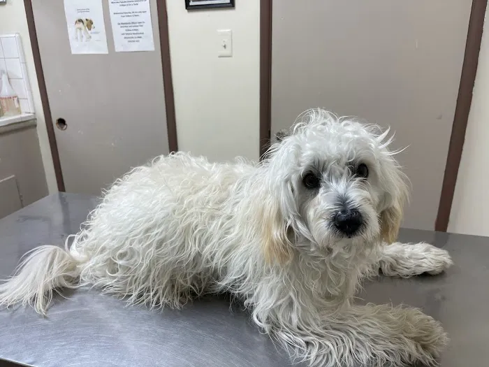 Lynwood Dog and Cat Hospital 12