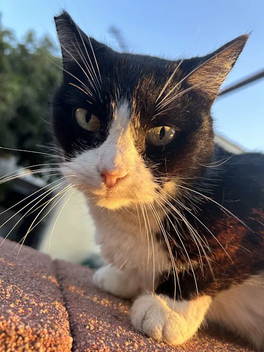 Lynwood Dog and Cat Hospital 12