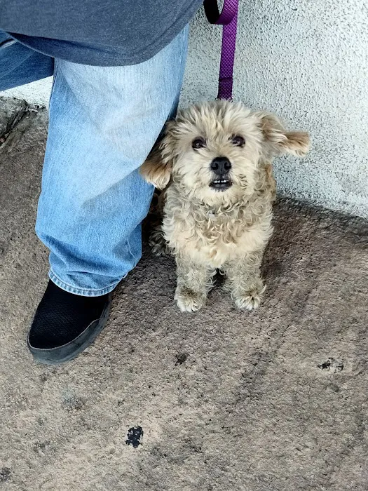 South Gate Dog - Cat Hospital 12