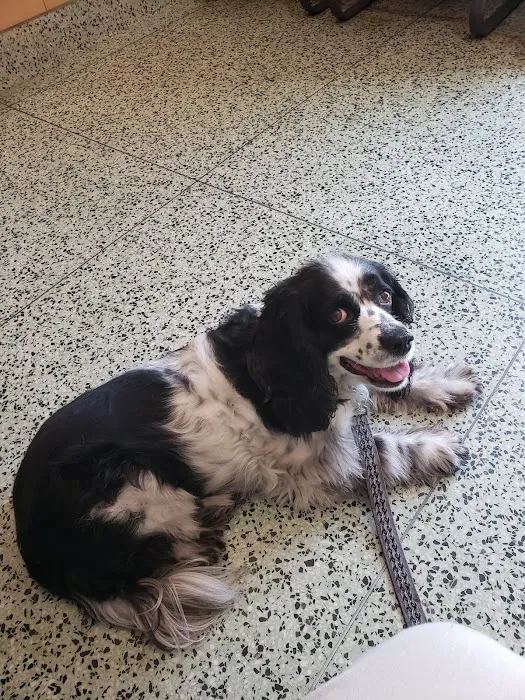 South Gate Dog - Cat Hospital 12