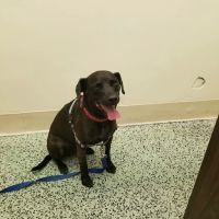 South Gate Dog - Cat Hospital ico