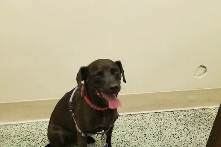 South Gate Dog - Cat Hospital