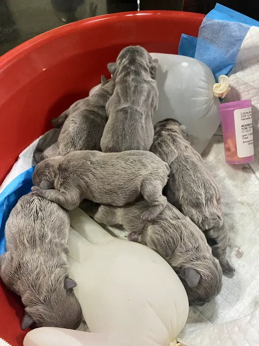 Colima Animal Hospital 12