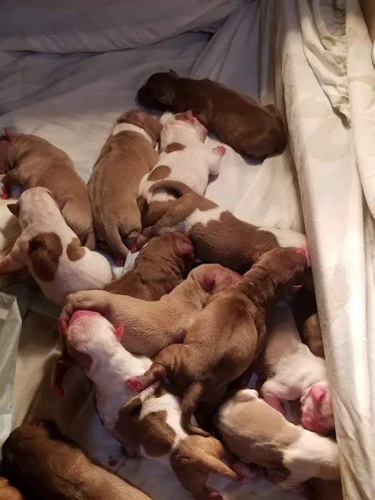 Colima Animal Hospital 12