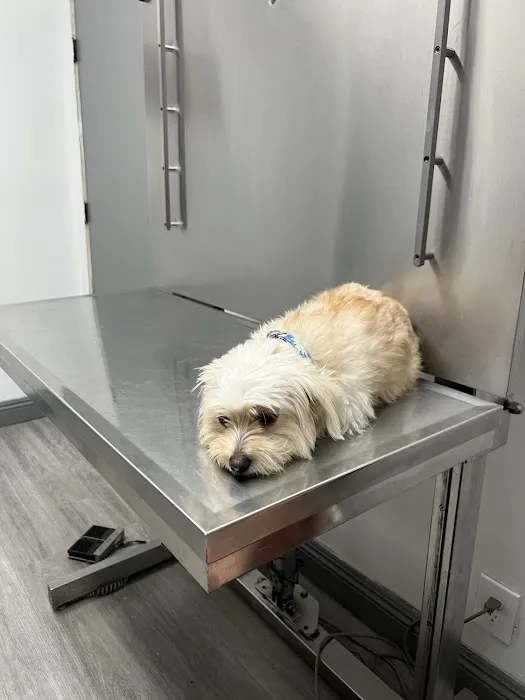Colima Animal Hospital 12