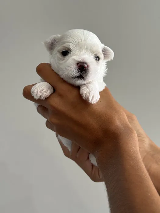 Colima Animal Hospital 12