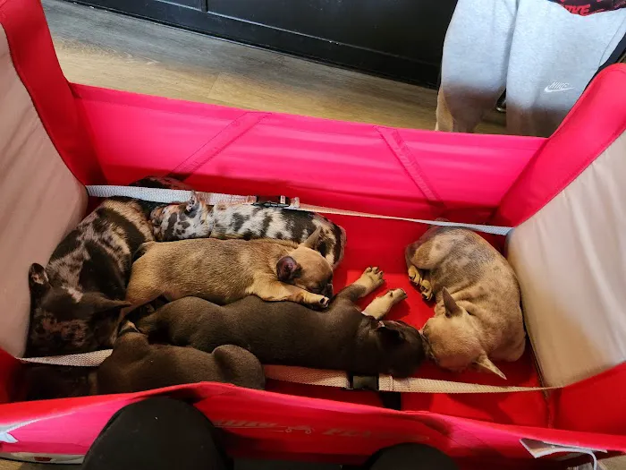 Colima Animal Hospital 12