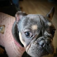 Colima Animal Hospital ico