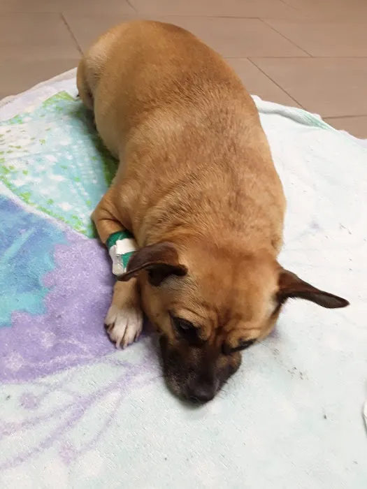 Affordable Animal Hospital Whittier 12