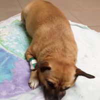 Affordable Animal Hospital Whittier ico