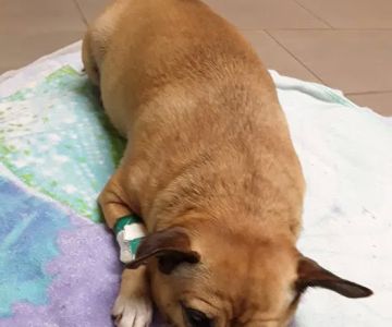 Affordable Animal Hospital Whittier
