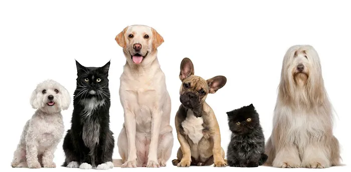Affordable Animal Hospital Whittier 12