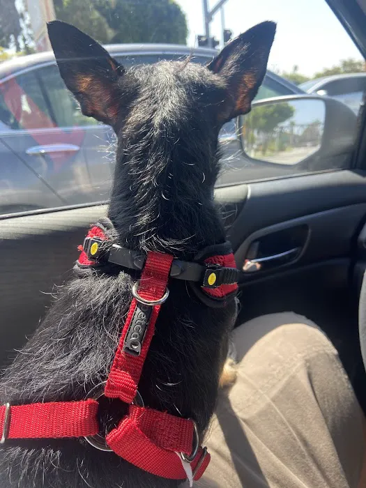 Affordable Animal Hospital Whittier 12