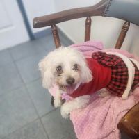 Whittier Dog and Cat Hospital ico