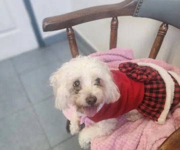 Whittier Dog and Cat Hospital