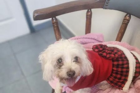 Whittier Dog and Cat Hospital