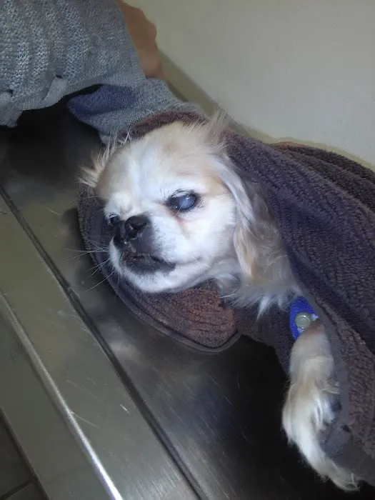 Whittier Dog and Cat Hospital 12