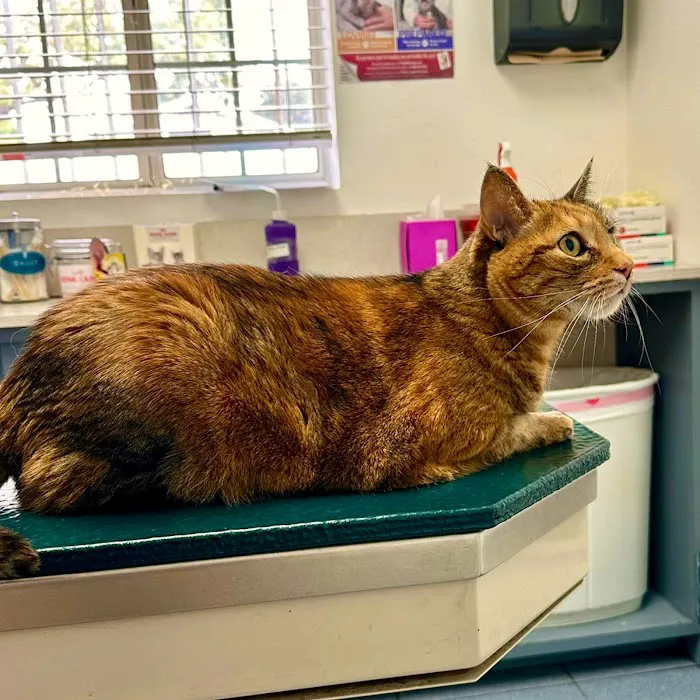 Whittier Dog and Cat Hospital 12