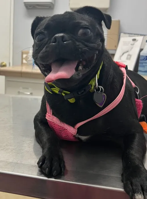 Pico Rivera Animal Hospital 12