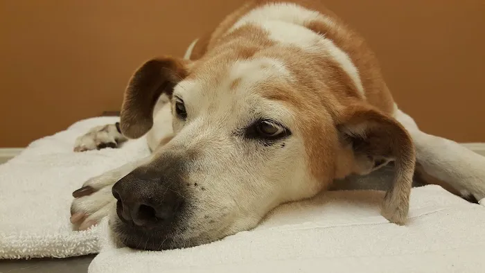 Pico Rivera Animal Hospital 12
