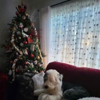 Park Community Animal Hospital ico