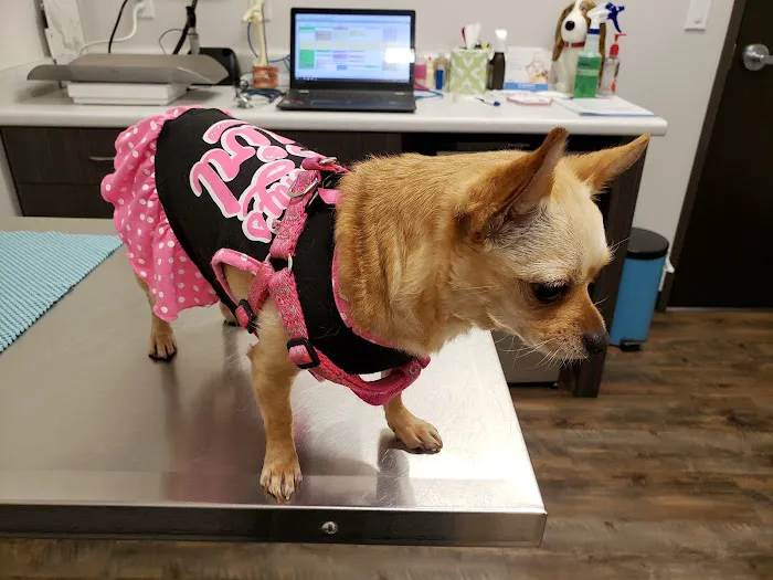 Animal Hospital at Murphy's Corner 12