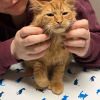 Animal Hospital at Murphy's Corner ico
