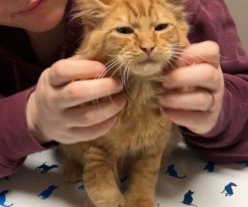 Animal Hospital at Murphy's Corner