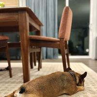 Puget Park Veterinary Clinic ico