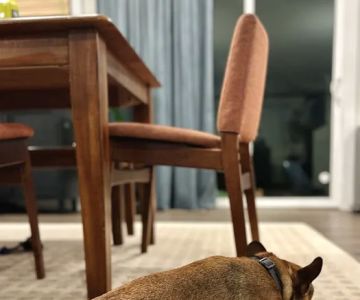 Puget Park Veterinary Clinic