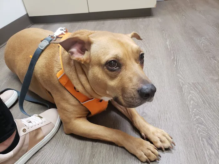VCA Silver Lake Animal Hospital 12