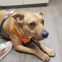 VCA Silver Lake Animal Hospital ico
