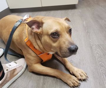 VCA Silver Lake Animal Hospital