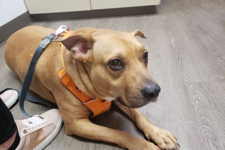VCA Silver Lake Animal Hospital