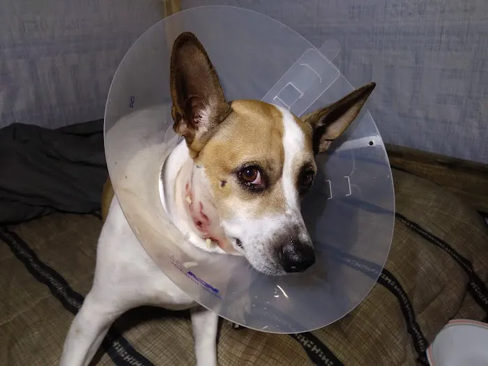 VCA Silver Lake Animal Hospital 12