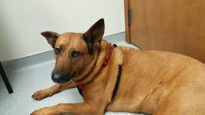 VCA Silver Lake Animal Hospital 12