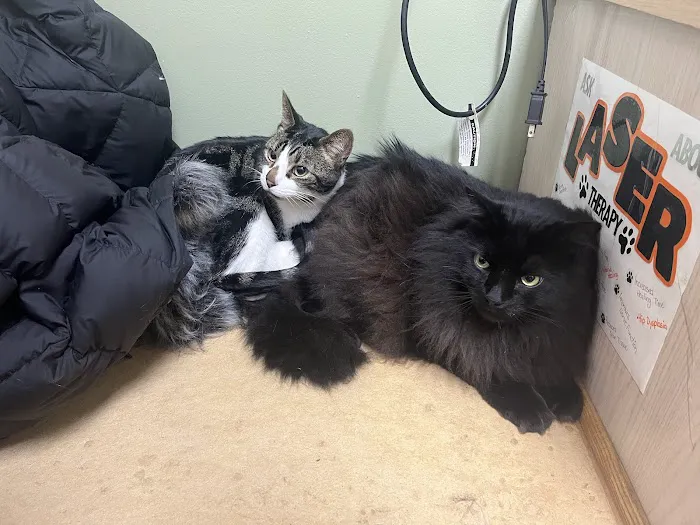 Animal Surgery & Care Center 12