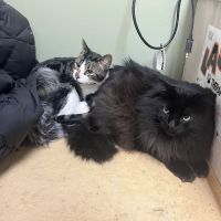Animal Surgery & Care Center ico