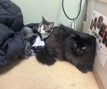 Animal Surgery & Care Center