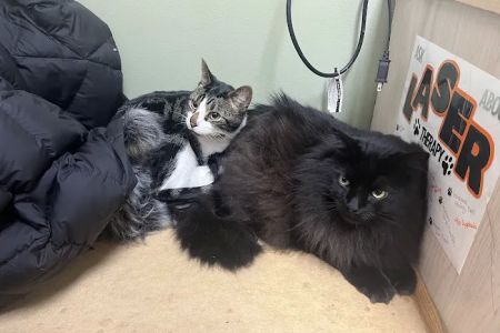 Animal Surgery & Care Center
