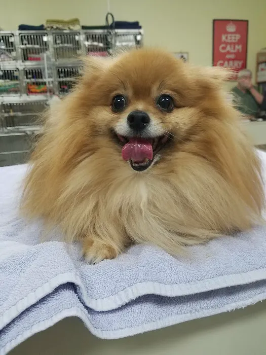 Companion Vet Clinic 12