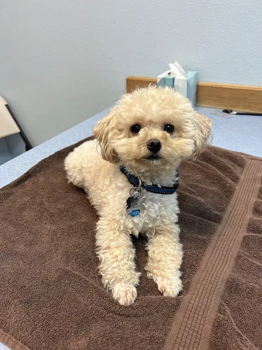 Companion Vet Clinic 12