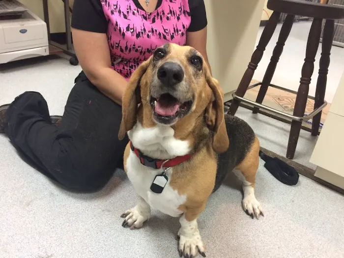 Companion Vet Clinic 12
