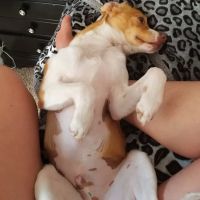 Companion Vet Clinic ico